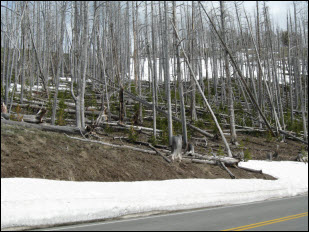 Picture of tree snags from fires of 1988.
