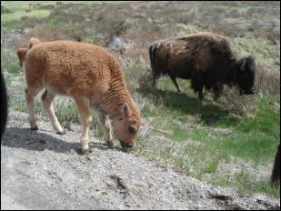 Picture of baby bison.