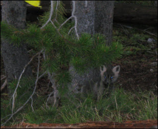 Picture of baby red fox.