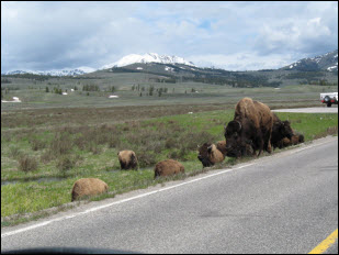 Picture of bison on the road.