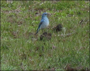 Picture of a western bluebird.