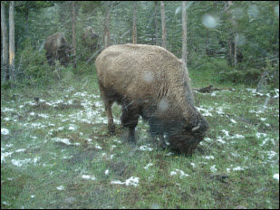 Picture of bison in the snow.