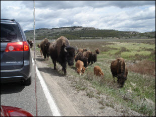 Picture of bison on road.