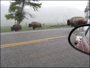 Picture of bison at Yellowstone.