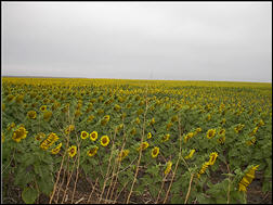 That morning we had passed vast fields of beautiful yellow sunflowers and a really strange fog like cloud that gave the atmosphere a dismal look. 