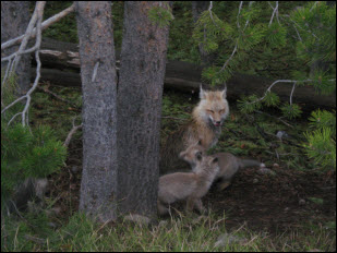 Picture of Red Fox Family.