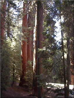Photograph of the giant redwoods in Kings Canyon  National park.
