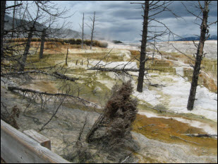 Canary Spring Trail Upper Terrace Mammoth Hot Springs.