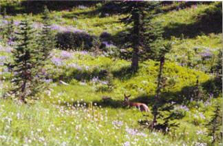 Photograph of Mt. Rainier wildflower meadow.