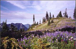 Photograph of Mt. Rainier's wildflowers.