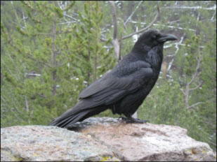 Picture of a raven.