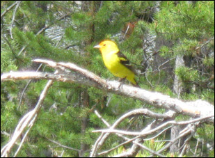 Picture of a western tanager.