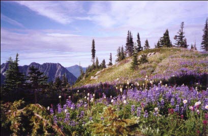 Mt. Rainier National Park