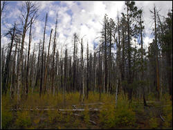 Photograph of drive out to Point Imperial.