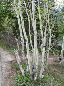 Picture of the Aspens around Jenny Lake.