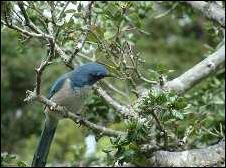 Photograph of Crooked Toe, the resident jay.