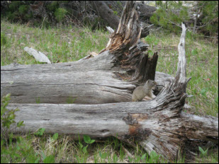 Picture of a squirrel on old log.