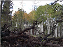 Photograph of hike on Widfoss trail.